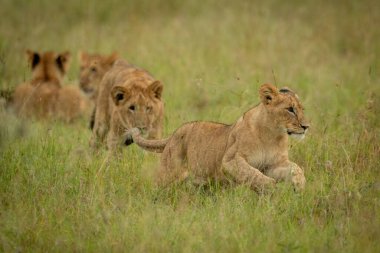Aslan yavrusu diğer üçünden kaçar.