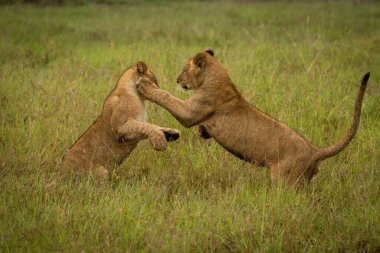 Aslan yavrusu bir diğerini uzun çimenlerde pençeliyor.