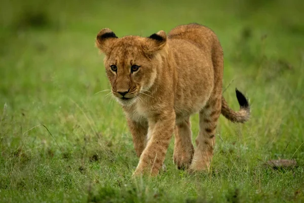ライオンの子草の上を歩く足を上げる — ストック写真