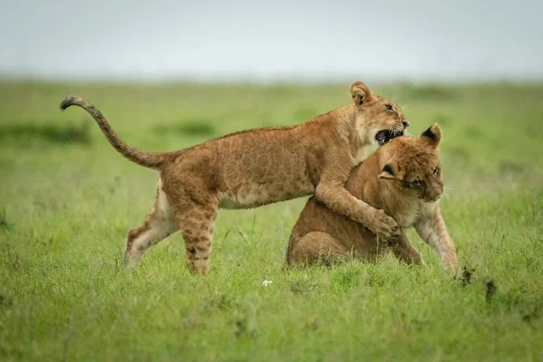 Anak Singa Menangani Lain Rumput — Stok Foto