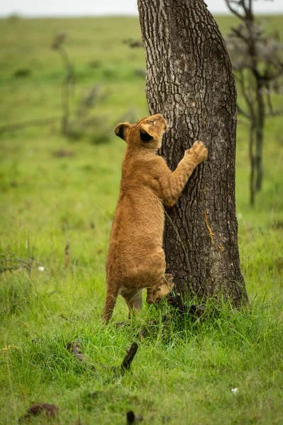 Lion Cub Starts Climb Tree Trunk — Stock Photo, Image