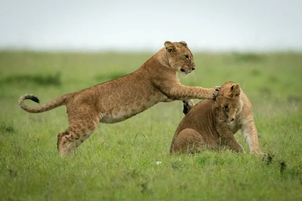 Lion Cub Stands Slapping Another Grass — Stock Photo, Image