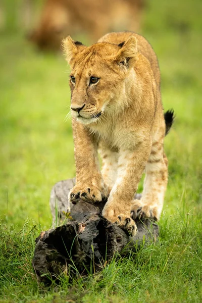 Leone Cucciolo Sta Sul Tronco Guardando Sinistra — Foto Stock