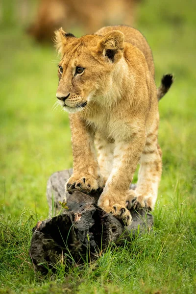 Lion Cub Stands Log Grass — Stock Photo, Image