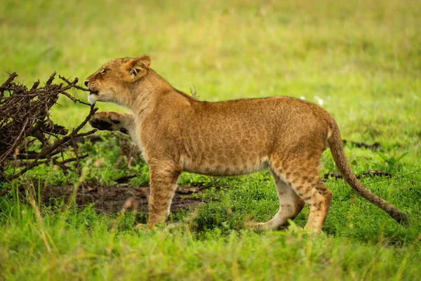 Aslan yavrusu diken dalını kemiriyor.