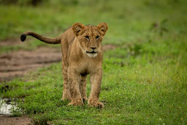 Lví Mládě Stojí Trávě Třepetá Ocasem — Stock fotografie