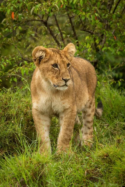 ライオンの子は右を見て茂みの近くに立つ — ストック写真