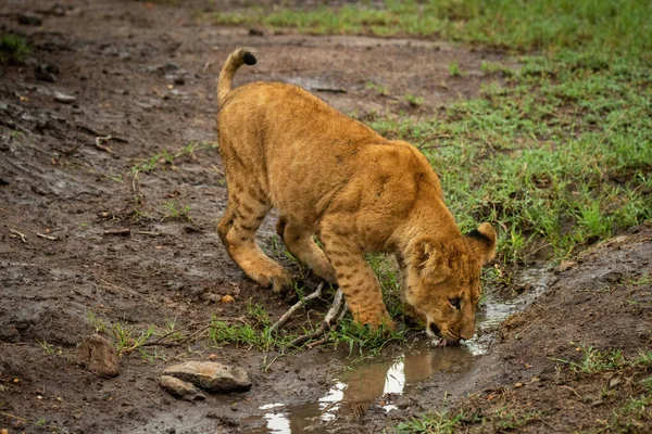 Aslan yavrusu çamurlu hendekten su içiyor.