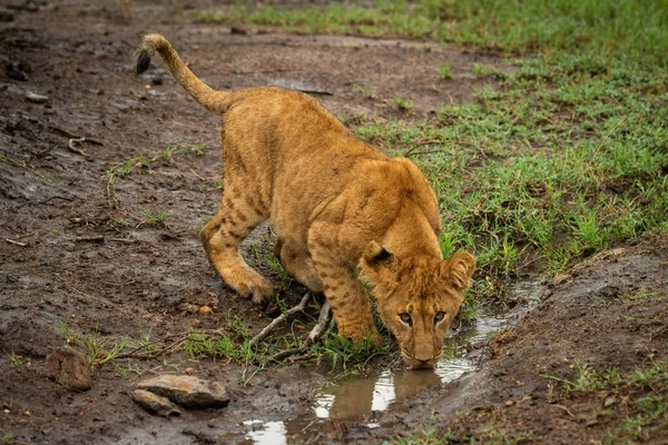 Petit Lion Boit Dans Une Flaque Boueuse — Photo