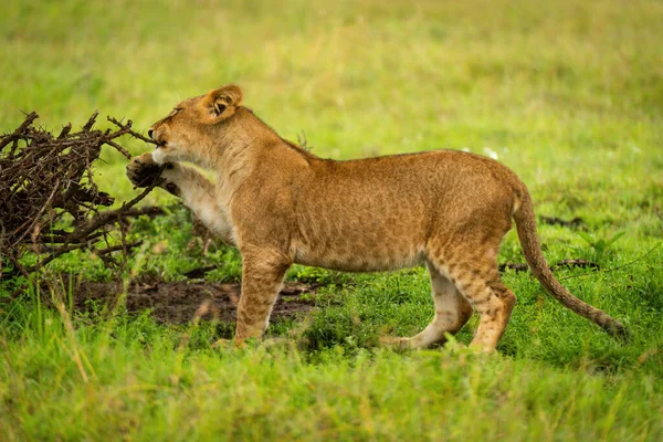 Lion Cub Stands Chewing Branch Thornbush — Stock Photo, Image
