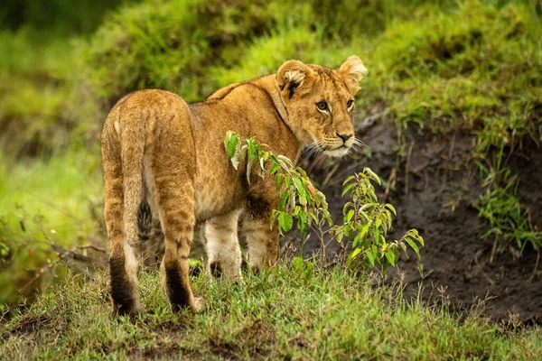 Lion Cub Stands Bush Staring Right — Stock Photo, Image