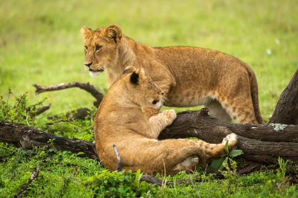 Lion Cub Tient Par Autre Par Bûche — Photo