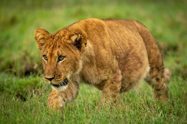 Löwenjunges Pirscht Sich Durch Gras Und Starrt Voraus — Stockfoto