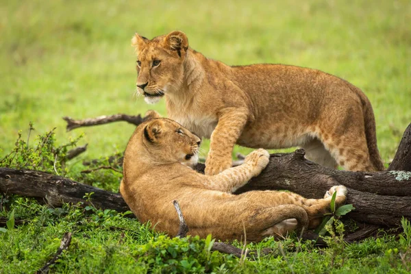 Löwenjunges Steht Neben Anderem Baumstamm — Stockfoto