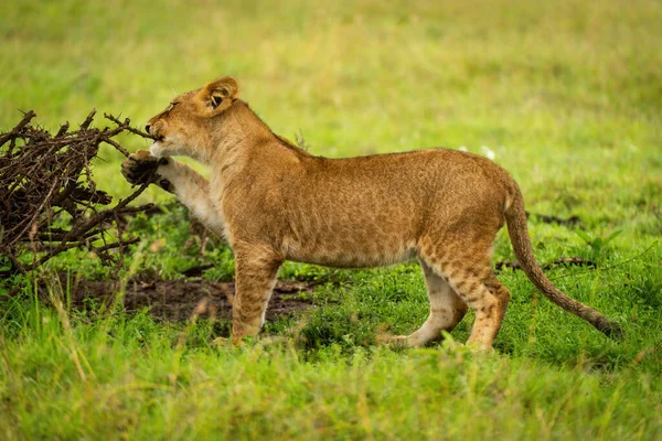 Aslan yavrusu dikeni ısırıyor.
