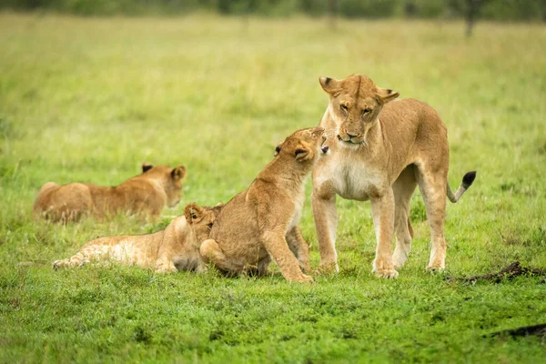 Lion Ourson Grogne Mère Dans Herbe — Photo