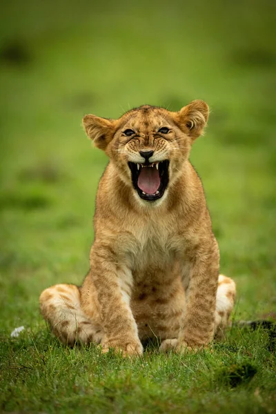 Lion Cub Sits Yawning Wet Grass — Stock Photo, Image