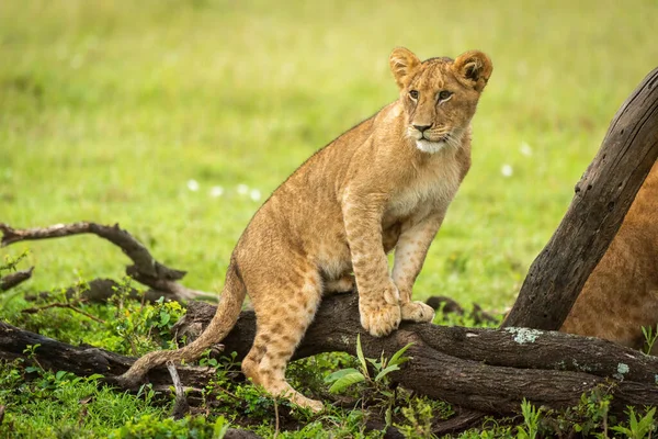 Lion Ourson Assis Sur Tronc Dans Les Prairies — Photo