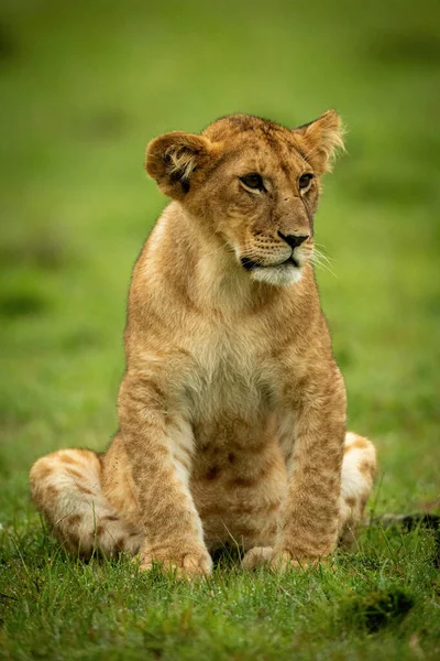 Filhote Leão Senta Olhando Grama Molhada — Fotografia de Stock