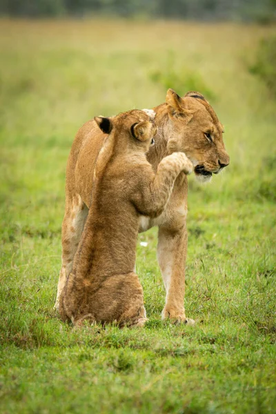 Lion Cub Sits Pawing Mother Grass — Stock Photo, Image