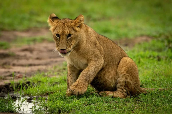 Aslan yavrusu çimlerin üzerinde oturur, patisini kaldırır.