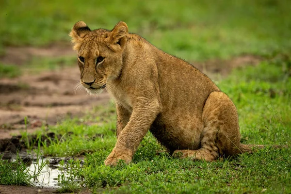 Leone Cucciolo Siede Erba Pozzanghera — Foto Stock