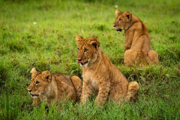 Lví Mládě Sedí Trávě Ostatními — Stock fotografie