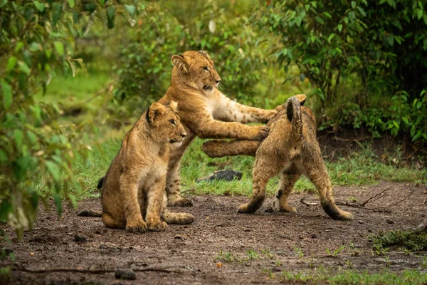 Aslan yavrusu diğer ikisinin yanında oturuyor.