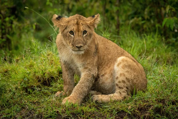 ライオンの子は草の監視カメラに座って — ストック写真