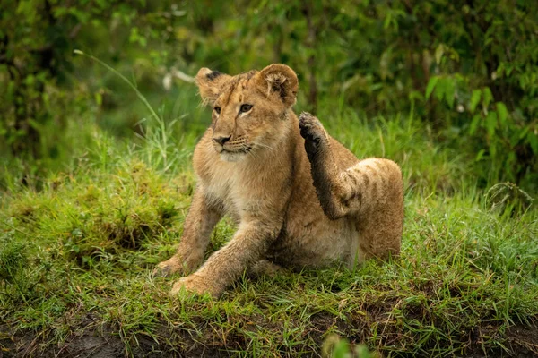 León Cachorro Sienta Hierba Rascarse Cuello — Foto de Stock