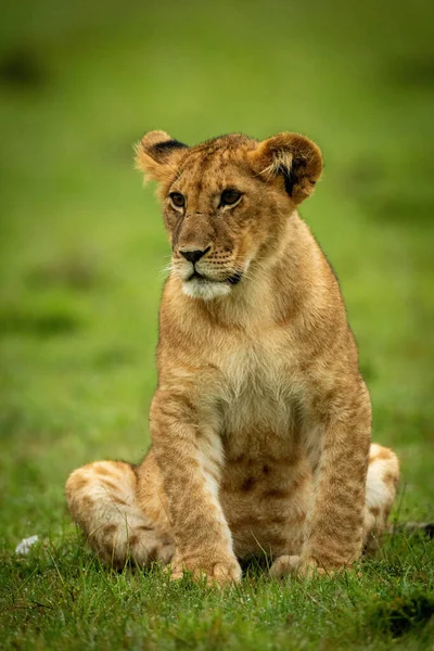 ライオンの赤ちゃんは草の中に座って左 — ストック写真