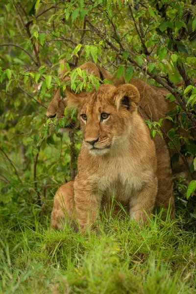 ライオンの赤ちゃんは別の茂みに座っています — ストック写真