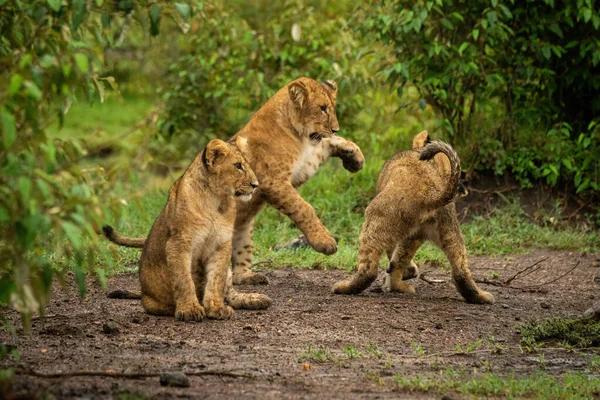 Filhote Leão Senta Lado Dois Outros Jogando — Fotografia de Stock