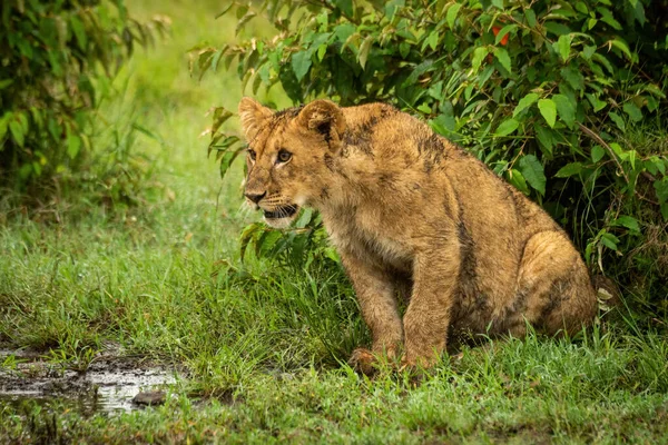 Aslan yavrusu sola bakan çalıların yanında oturur.
