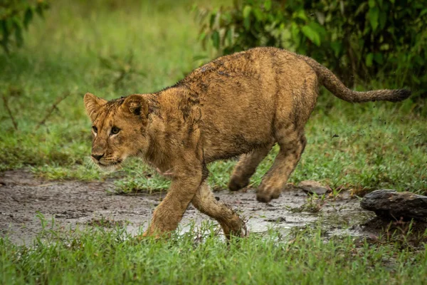 Löwenjunges Läuft Auf Schlammigem Boden Zurück — Stockfoto