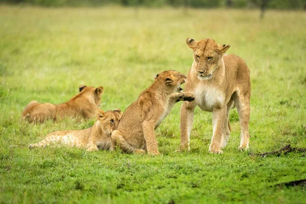 Lion Cub Raises Paw Slap Mother — Stock Photo, Image