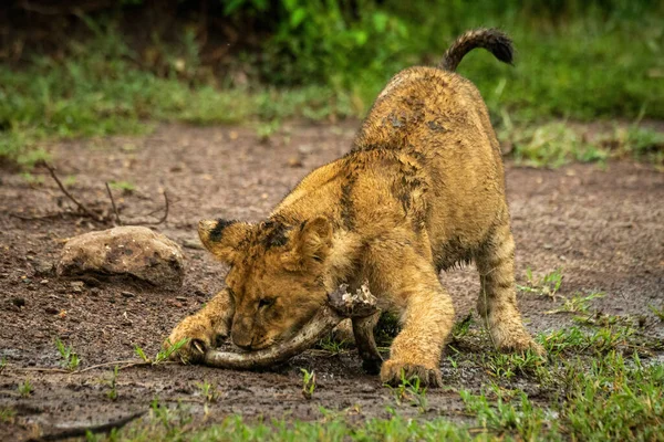 Aslan Yavrusu Yerde Sopayla Oynar — Stok fotoğraf