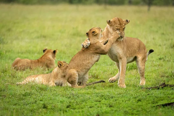Aslan yavrusu pençelerini diğer ikisinin yanında tutuyor.