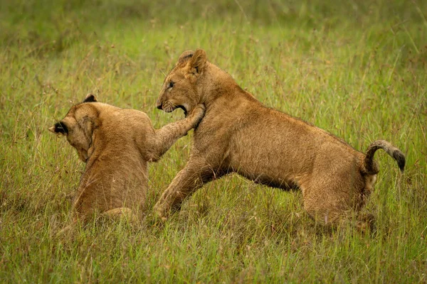 Lion Louveteau Jeu Combat Dans Herbe Longue — Photo