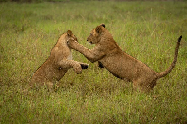 Aslan yavrusu bir diğerini uzun çimenlerde pençeliyor.