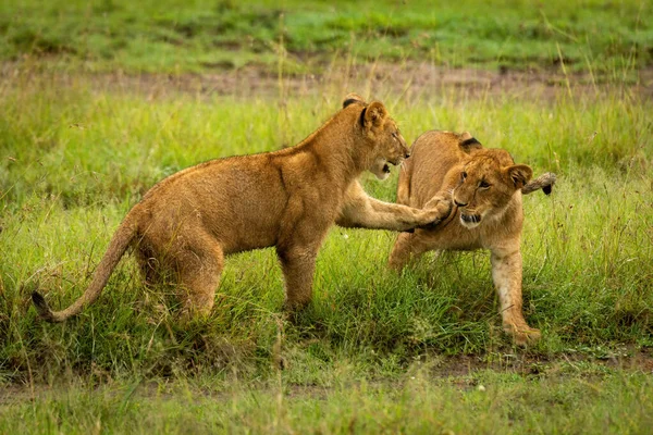 Lion Cub Πόδια Ένα Άλλο Από Λασπωμένο Κομμάτι — Φωτογραφία Αρχείου