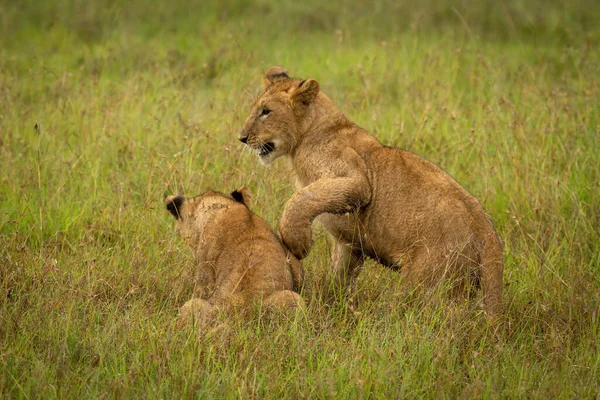 Löwenjunge Pfotzt Einem Anderen Langen Gras — Stockfoto