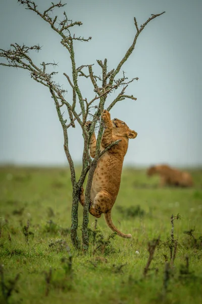 Aslan Yavrusu Çayırlara Tırmanıyor — Stok fotoğraf