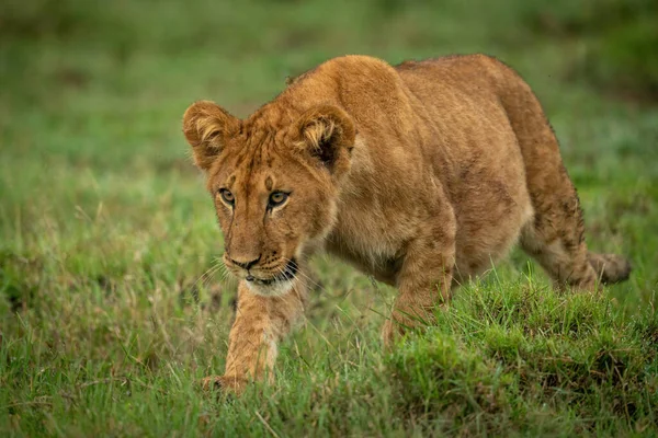 Filhote Leão Passa Monte Com Cabeça Para Baixo — Fotografia de Stock