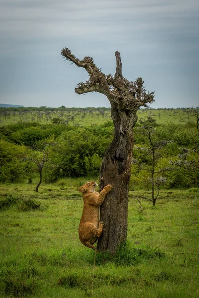 Lion Cub Dead Tree Savannah — Stock Photo, Image