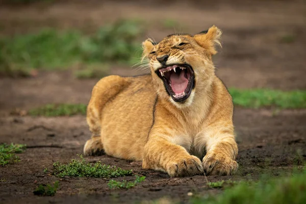 León Cachorro Acostado Bostezando Jodiendo Cara — Foto de Stock