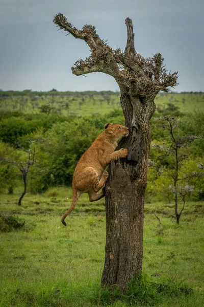 Löwenjunges Auf Totem Baum Savanne — Stockfoto