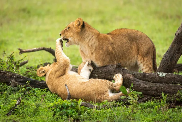 Leeuwenwelp Liggend Rug Slaat Een Ander — Stockfoto