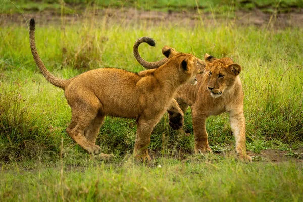 León Cachorro Levanta Pata Para Golpear Otro —  Fotos de Stock