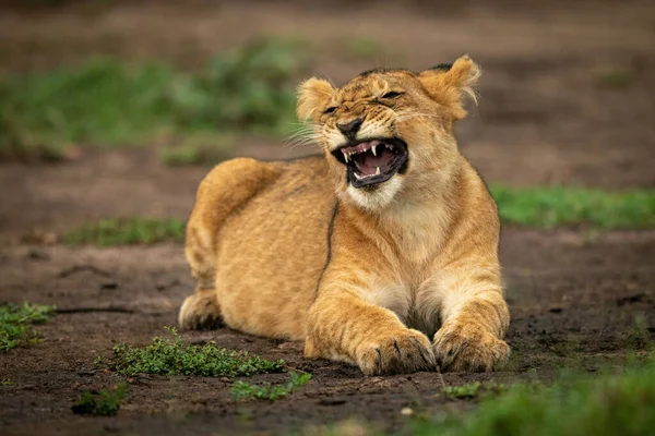 Lion Cub Lies Yawning Screwing Face — Stock Photo, Image